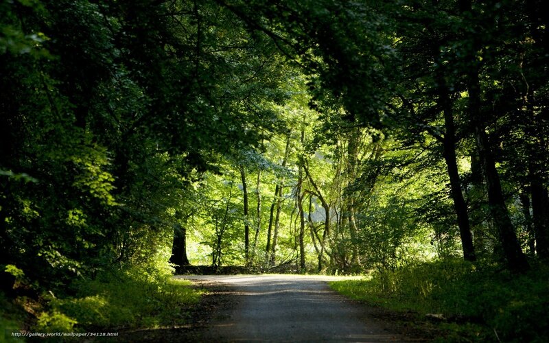 Forest Path with Sunlight — Green, Serene, Afternoon, Photograph, Trees