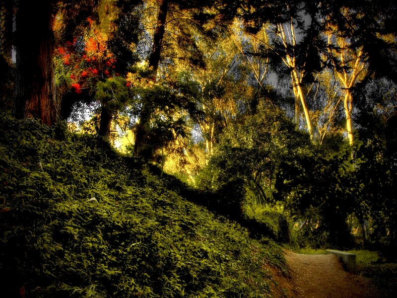 Forest Path with Sunlight — Green, Serene, Afternoon, Photograph, Trees, Yellow