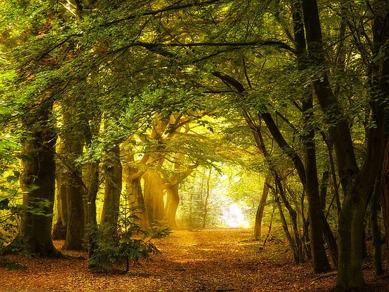Forest Path with Sunlight — Green, Serene, Afternoon