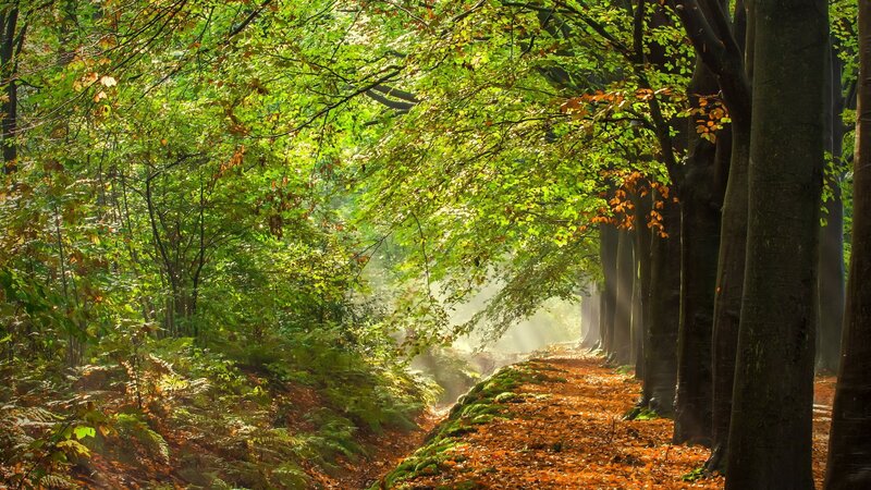 Forest Path with Sunlight — Green, Serene, Autumn, Photograph, Trees