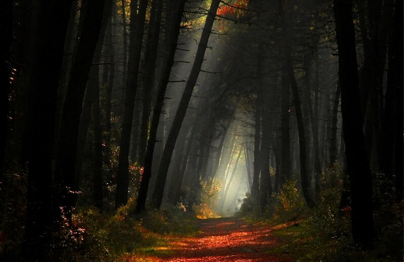 Forest Path with Sunlight — Green, Serene, Autumn