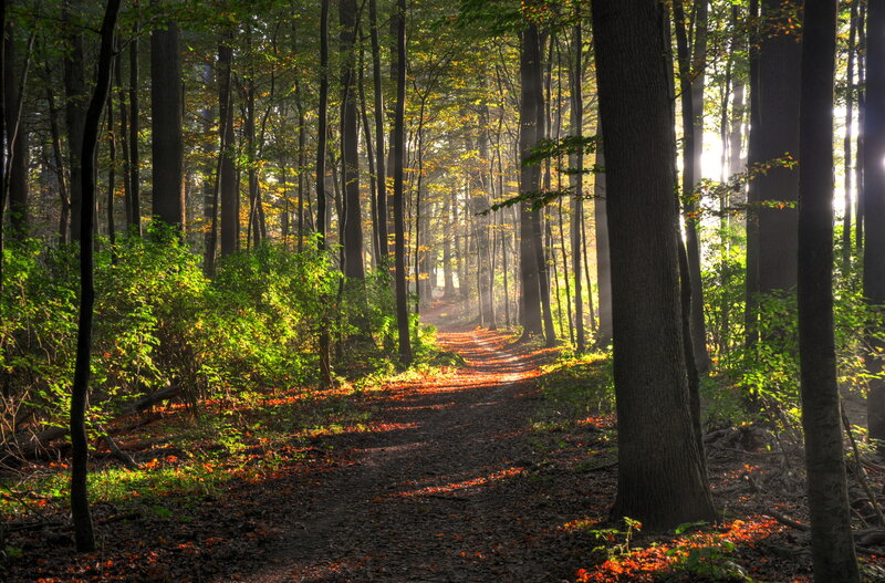 Forest Path with Sunlight — Green, Serene, Morning, Photograph