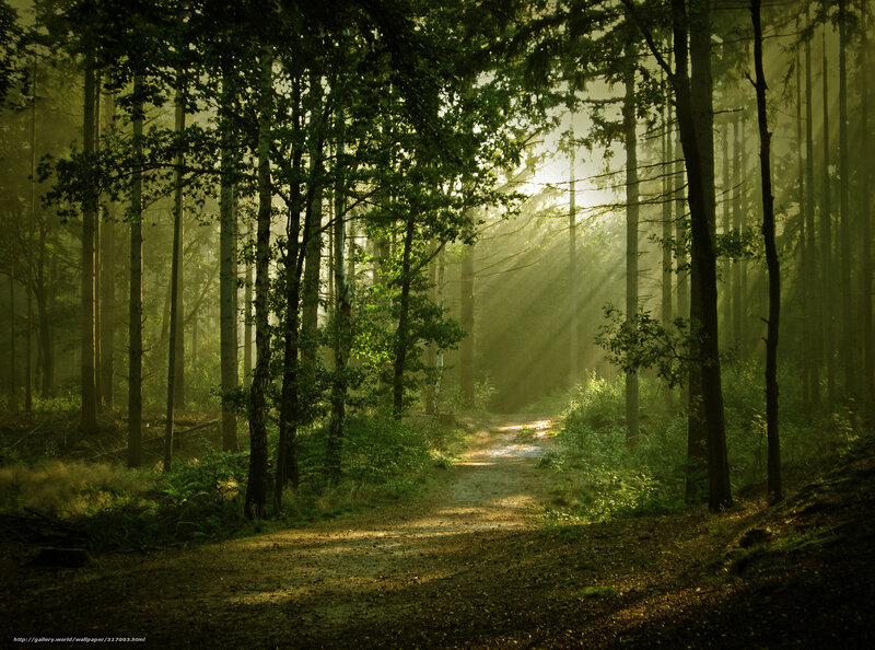 Forest Path with Sunlight — Green, Serene, Morning, Photograph, Trees, Dirt Path