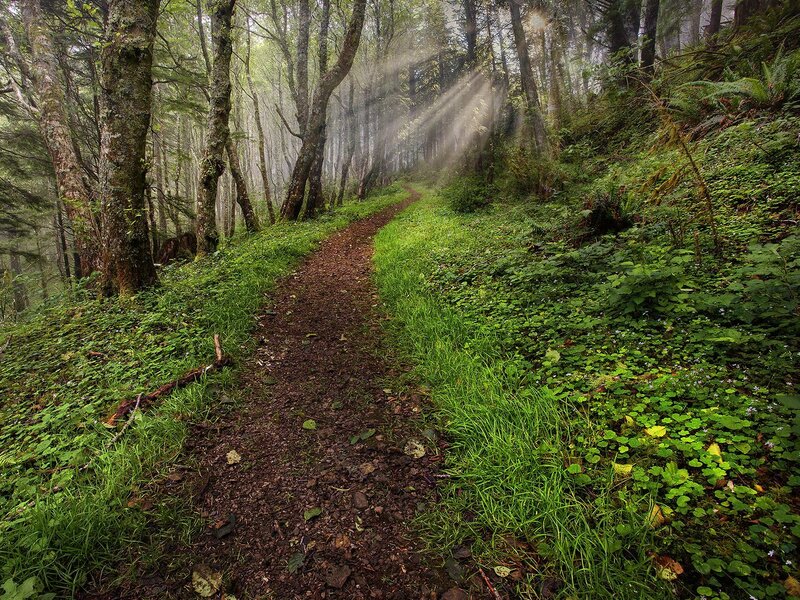Forest Path with Sunlight — Green, Serene, Morning, Photograph, Trees, Grass, Brown, White