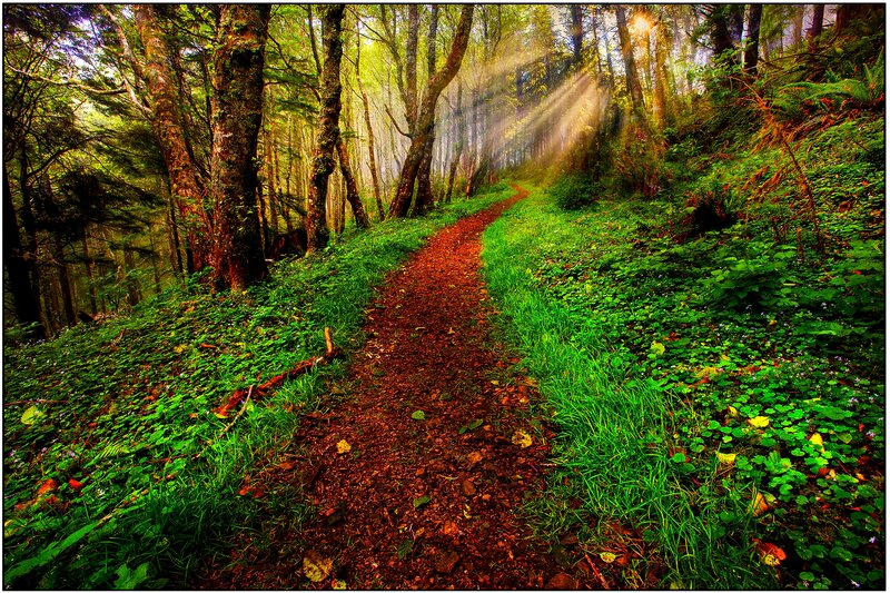 Forest Path with Sunlight — Green, Serene, Morning, Photograph, Trees, Grass