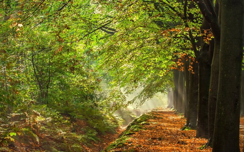 Forest Path with Sunlight — Green, Serene, Morning, Photograph, Trees, Leaves, Moss