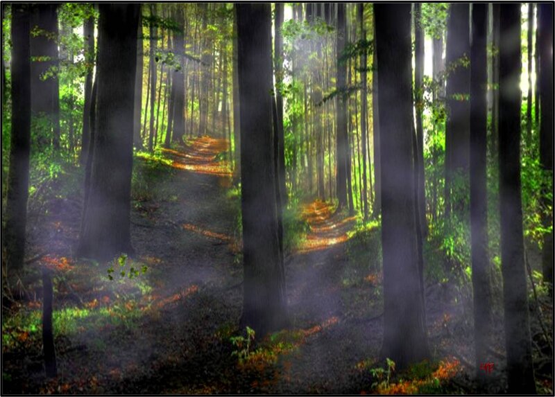 Forest Path with Sunlight — Green, Serene, Morning, Photograph, Trees, Mist