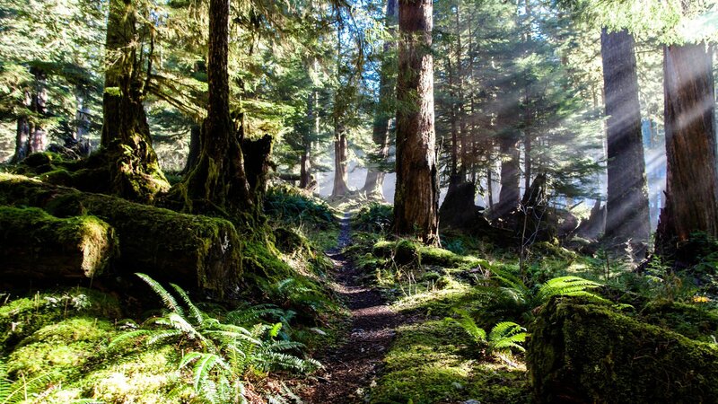 Forest Path with Sunlight — Green, Serene, Morning, Photograph, Trees, Moss, Fern