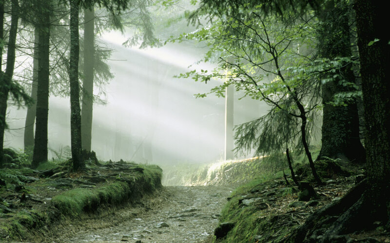 Forest Path with Sunlight — Green, Serene, Morning, Photograph, Trees, Moss, Fog