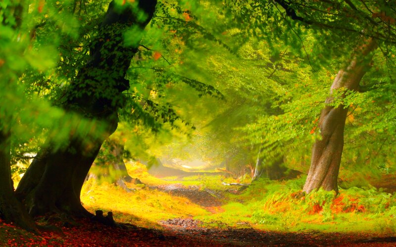 Forest Path with Sunlight — Green, Serene, Morning, Photograph, Trees, Moss