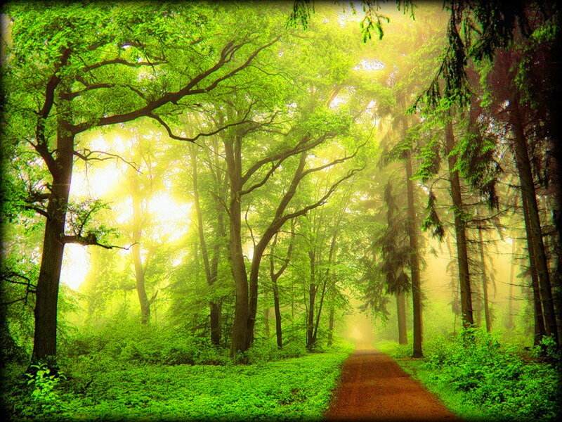 Forest Path with Sunlight — Green, Serene, Morning, Photograph, Trees