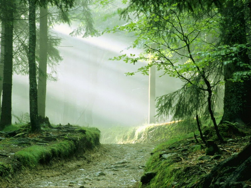 Forest Path with Sunlight — Green, Serene, Morning