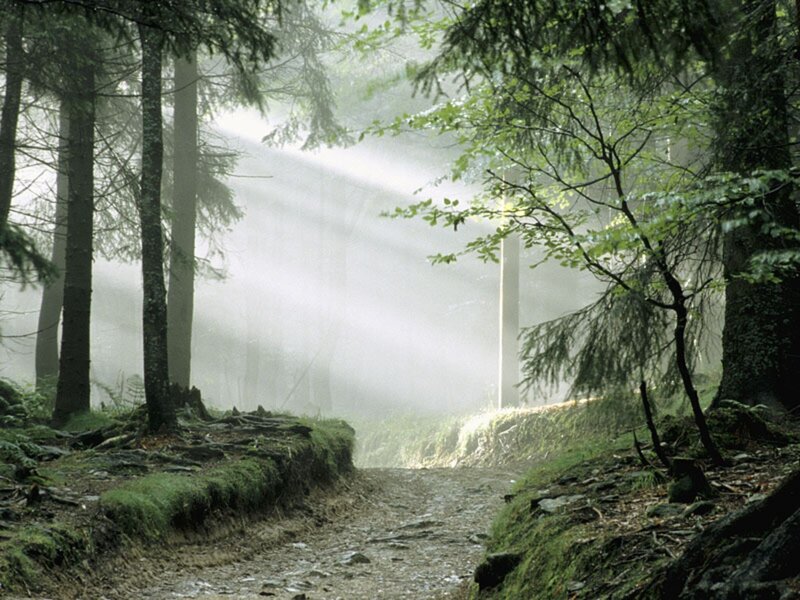 Forest Path with Sunlight — Green, Serene