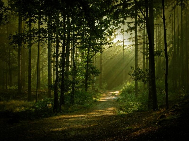 Forest Path with Sunlight — Green