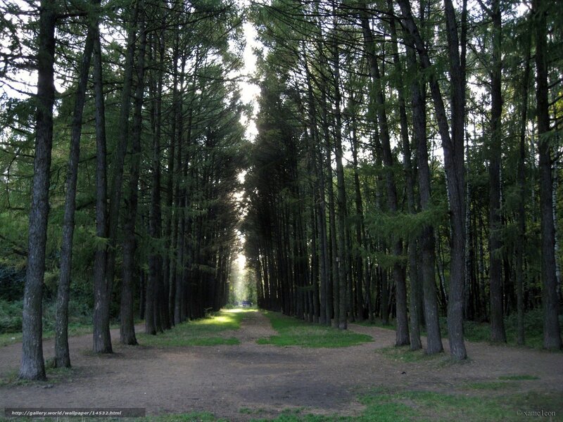 Forest path with sunlight