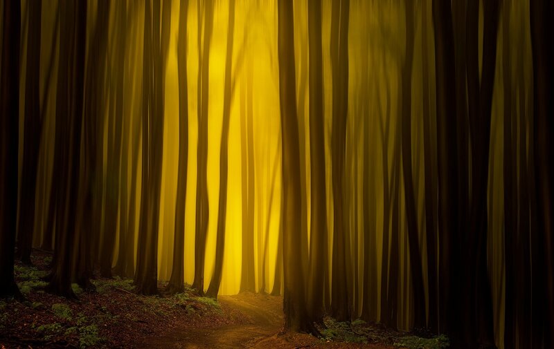 Forest Path with Sunlight — Yellow