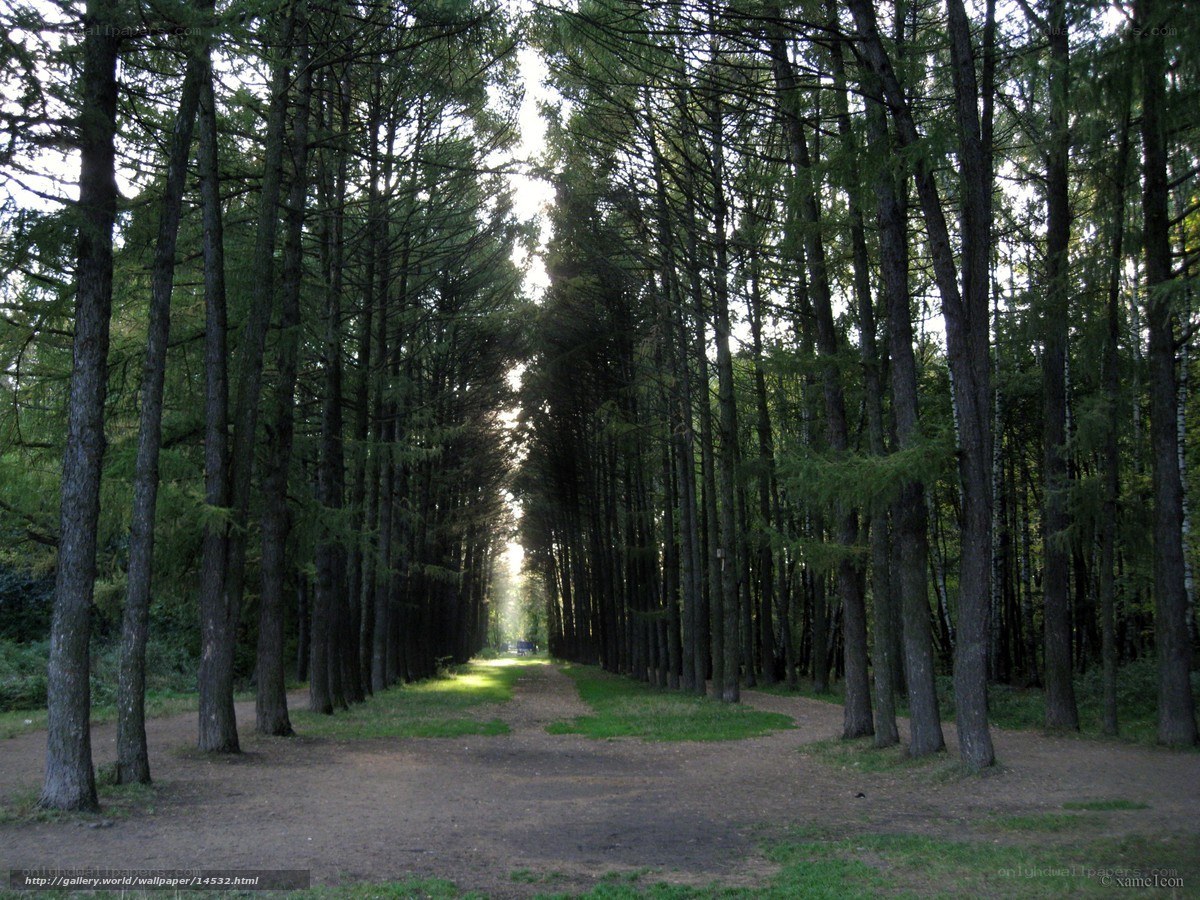 Forest path with sunlight