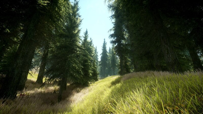 Forest Path with Tall Grass