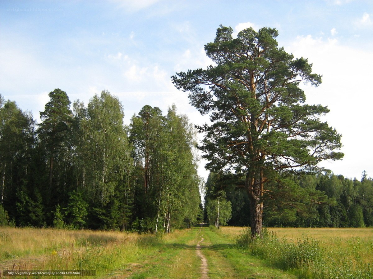 Forest path with tall pine tree