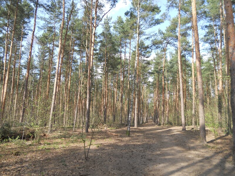 Forest path with tall pine trees