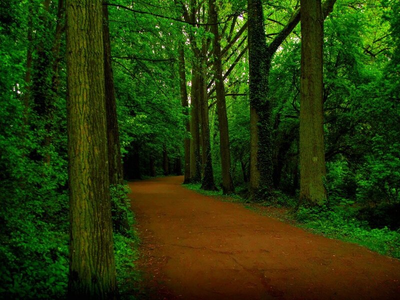 Forest path with tall trees