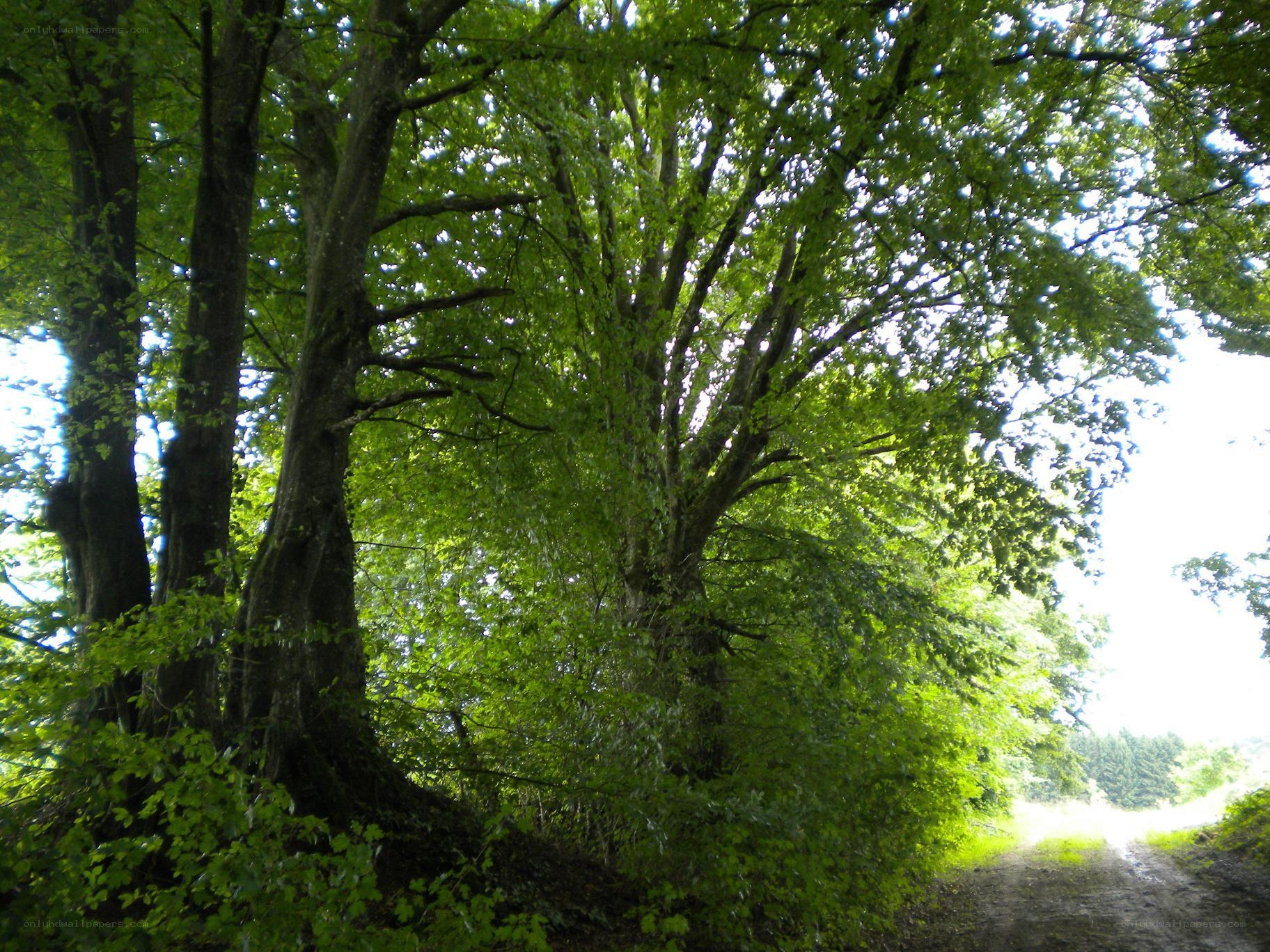 Forest path with tall trees