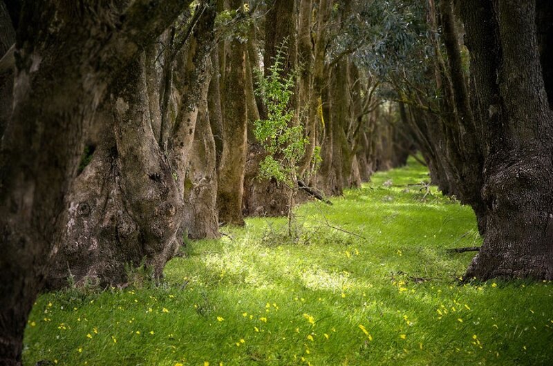 Forest path with tall trees