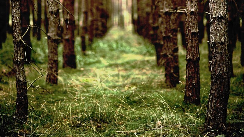 Forest path with tall trees