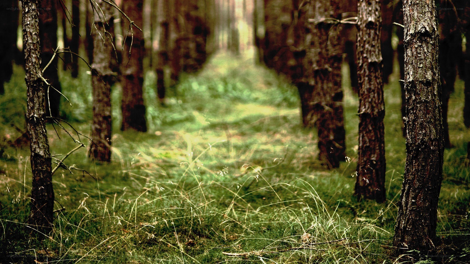 Forest path with tall trees
