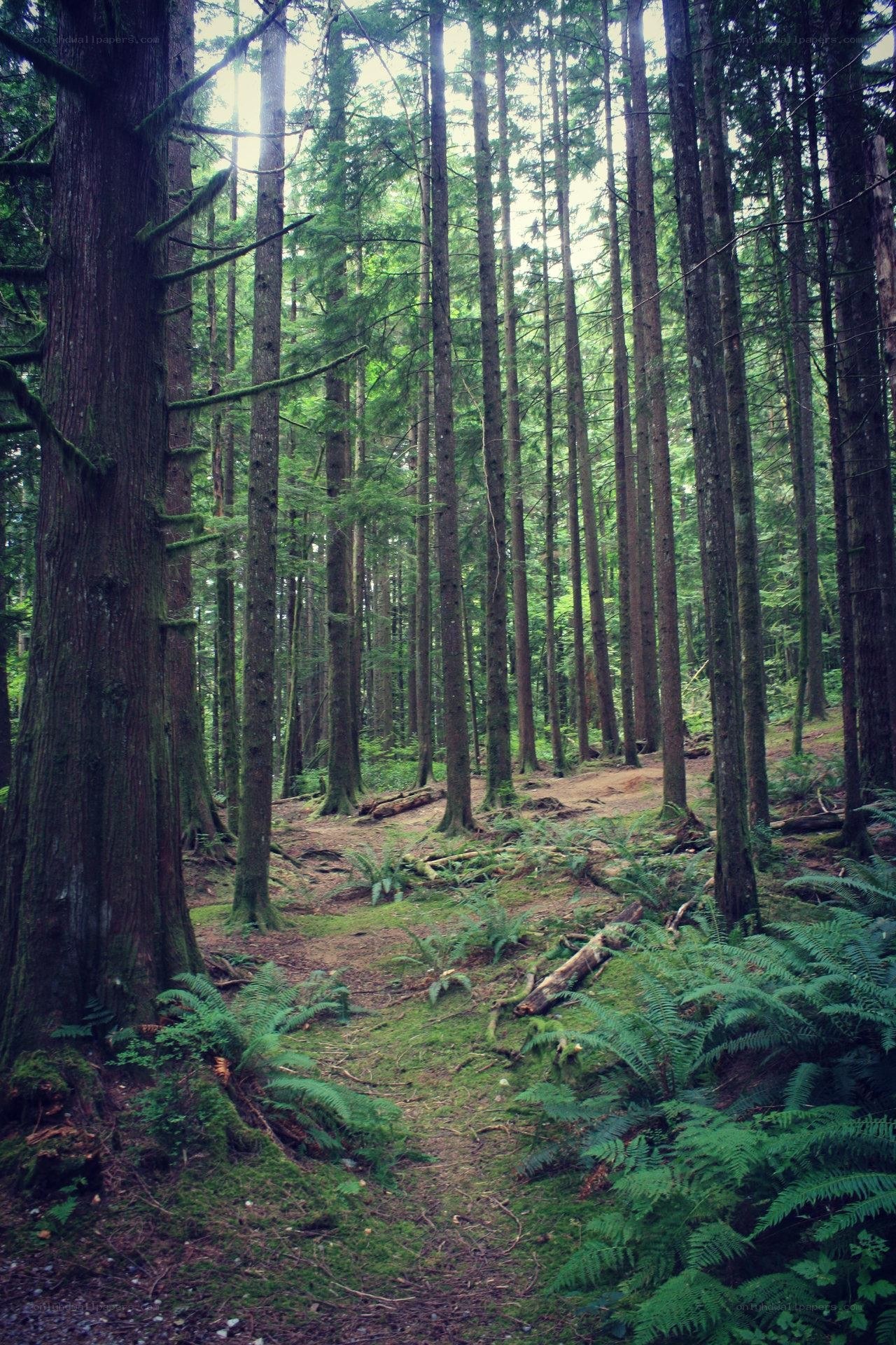Forest path with tall trees