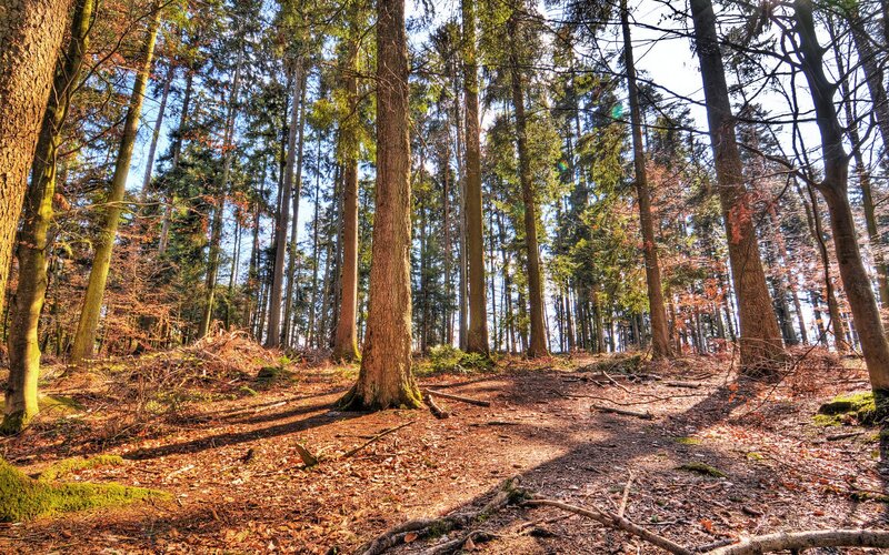 Forest Path with Tall Trees — Brown, Serene, Autumn