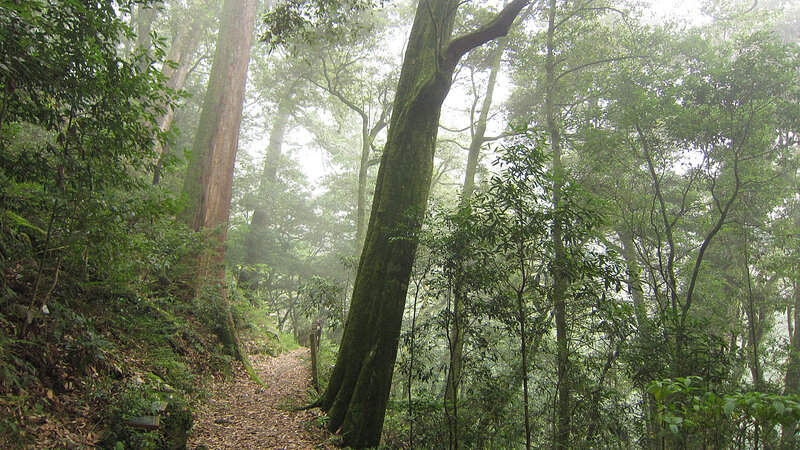 Forest Path with Tall Trees — Green, Misty