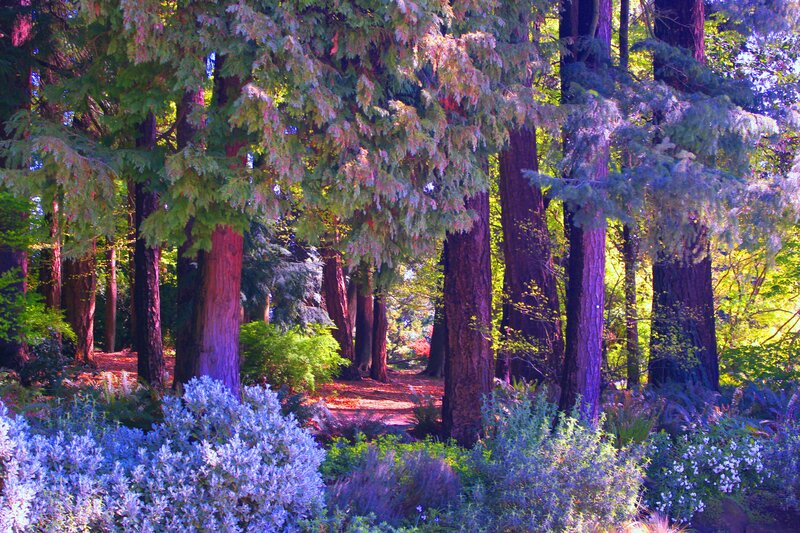 Forest Path with Tall Trees — Green, Serene, Afternoon