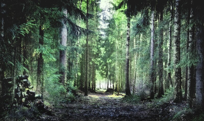 Forest Path with Tall Trees — Green, Serene, Morning, Photograph