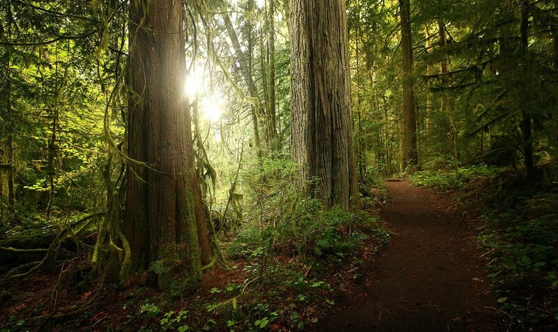 Forest Path with Tall Trees — Green, Serene, Morning