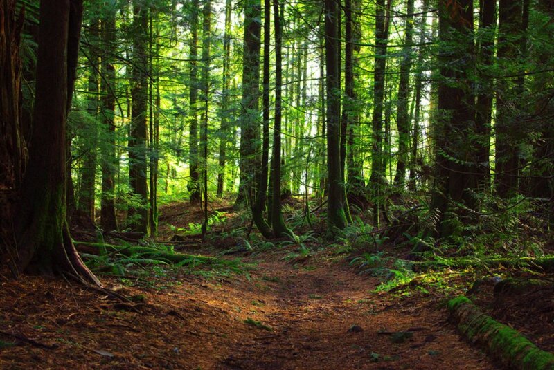 Forest Path with Tall Trees — Green, Serene