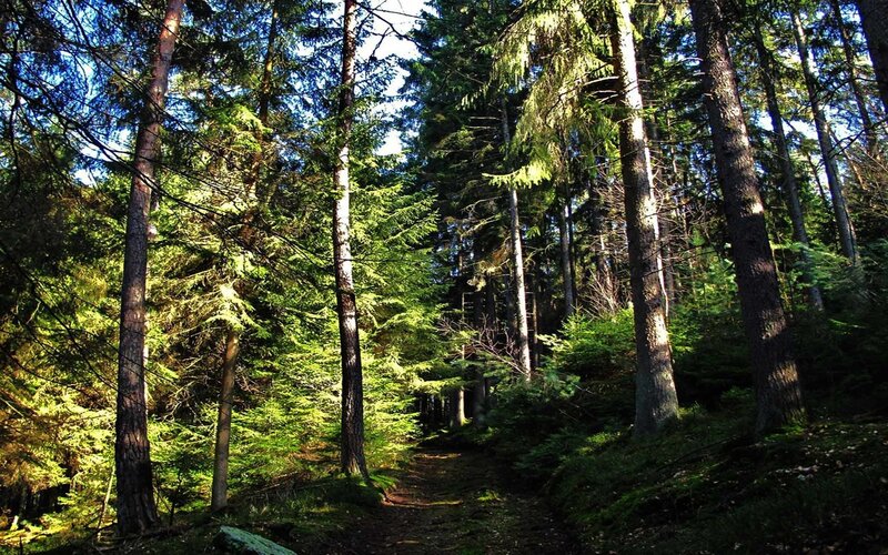 Forest Path with Tall Trees — Green