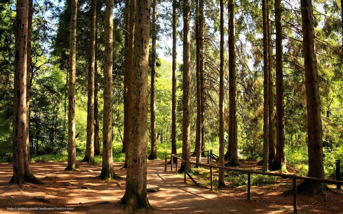 Forest path with tall trees