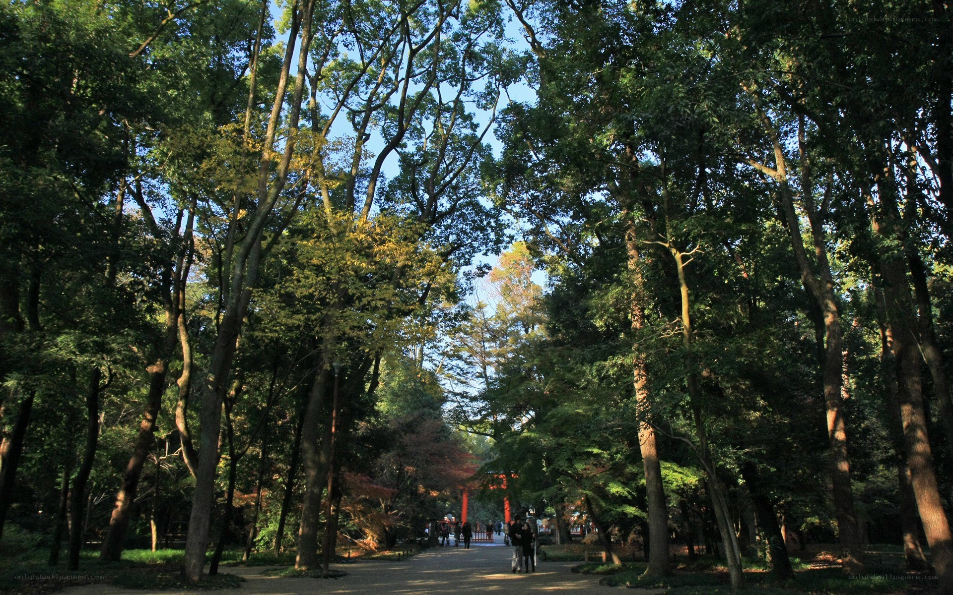 Forest path with torii gate