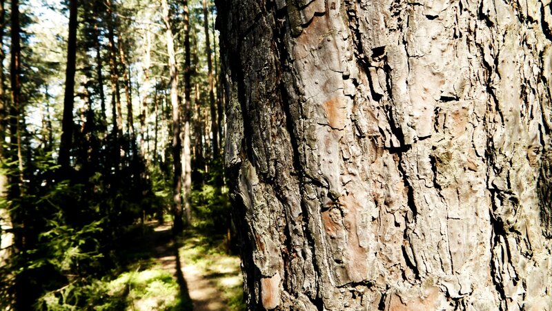 Forest path with tree bark