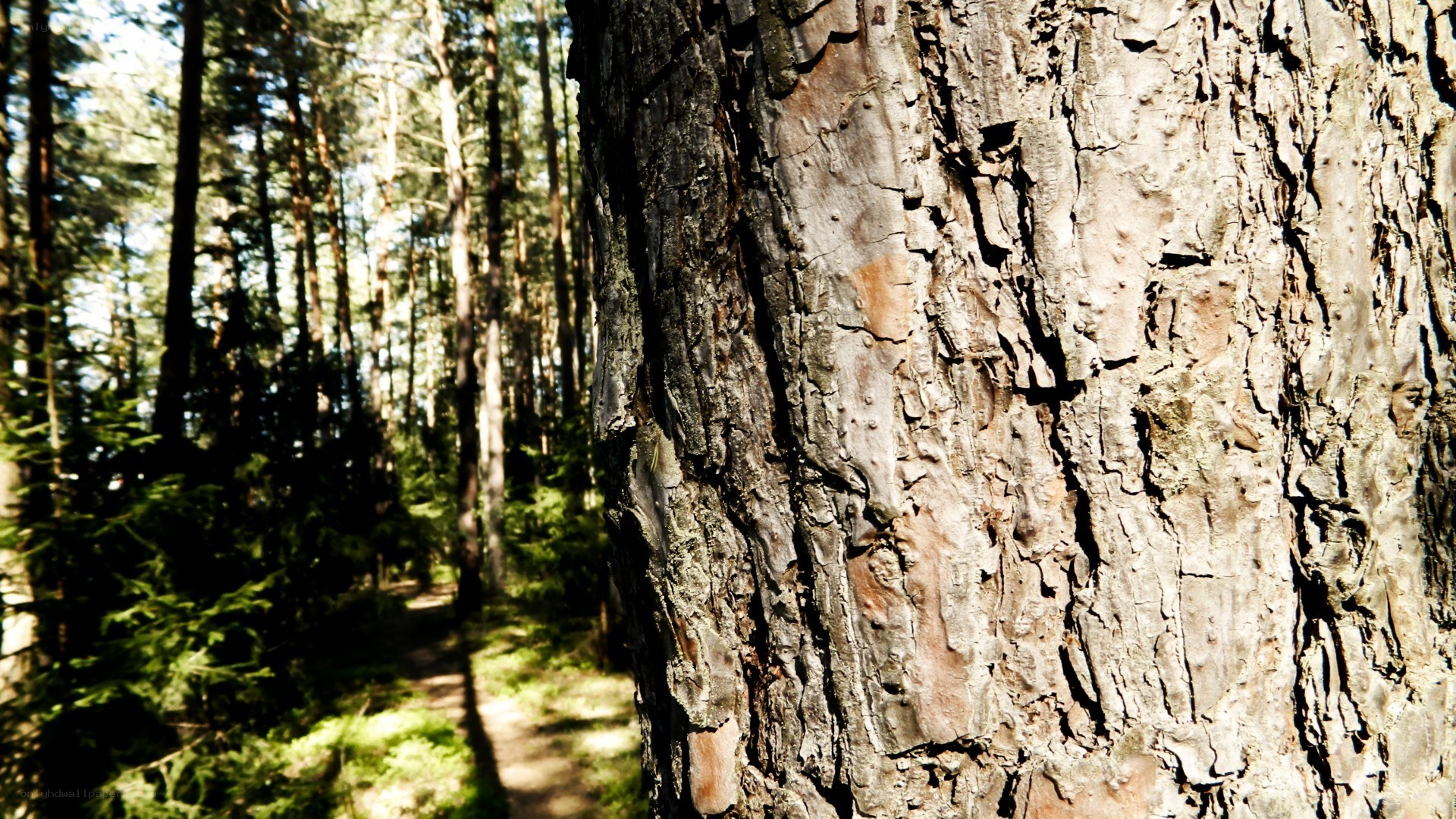 Forest path with tree bark