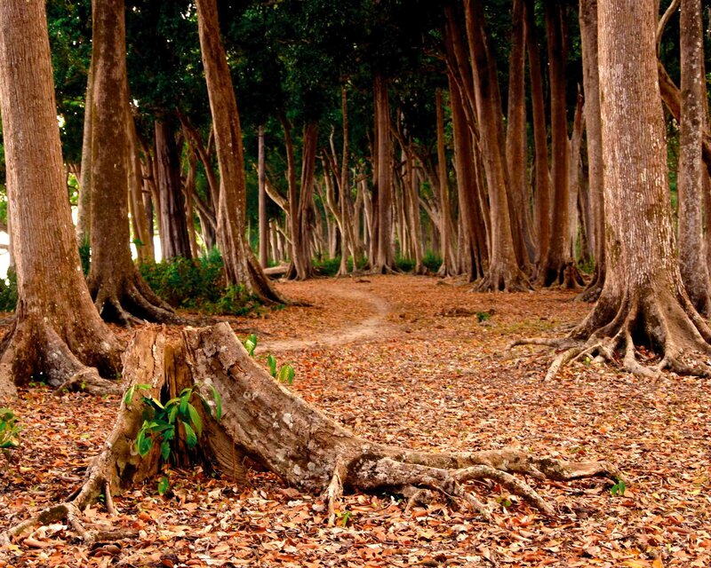 Forest path with tree roots