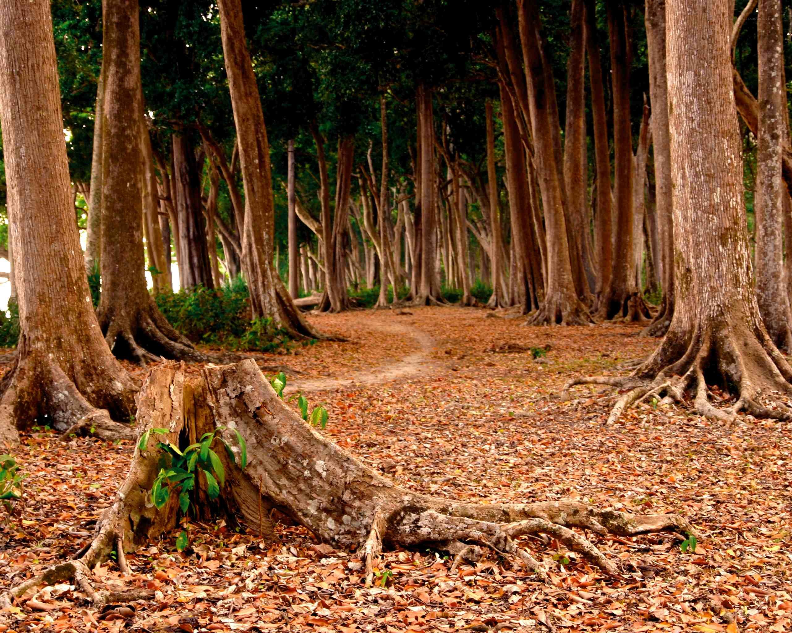 Forest path with tree roots