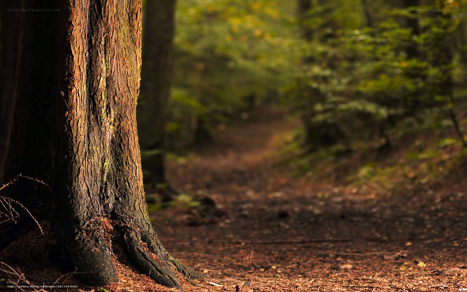 Forest path with tree trunk