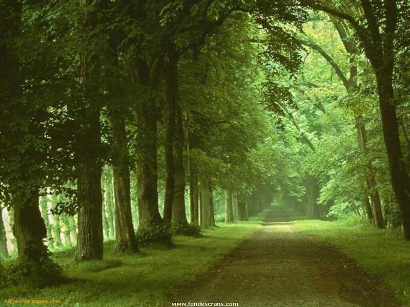 Forest path with trees