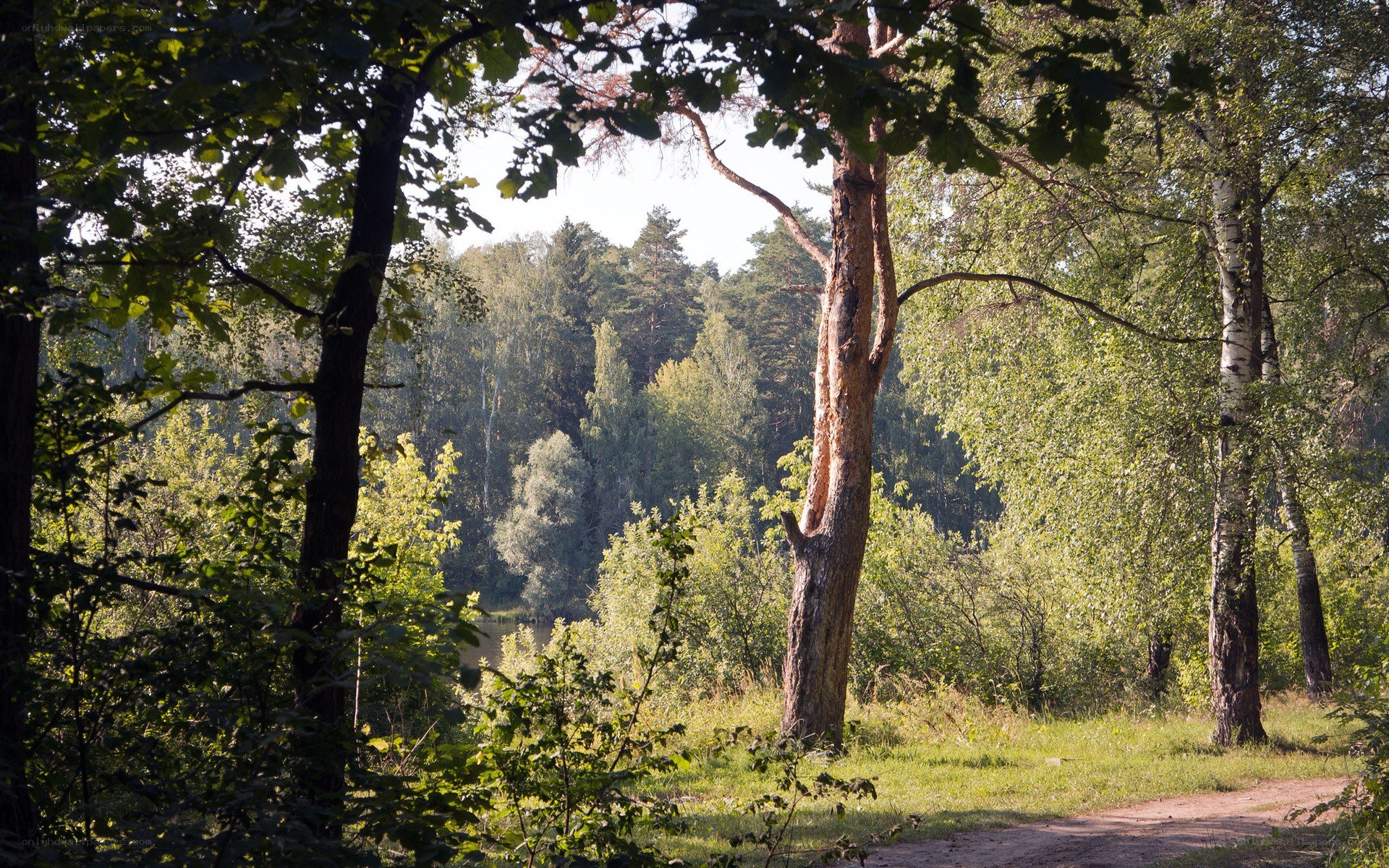 Forest path with trees and lake