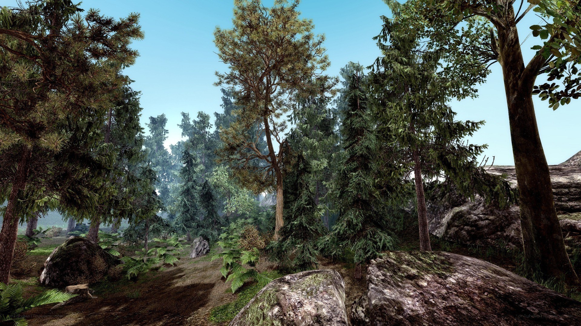 forest path with trees and rocks