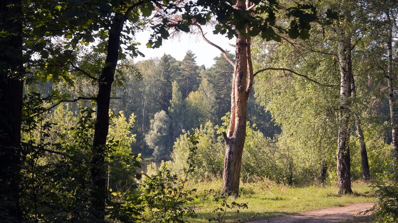 Forest path with trees and sunlight