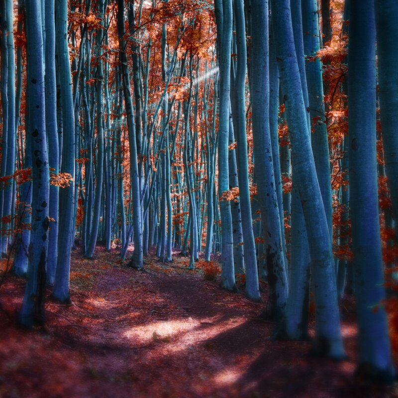 Forest Path with Trees — Blue, Serene, Autumn
