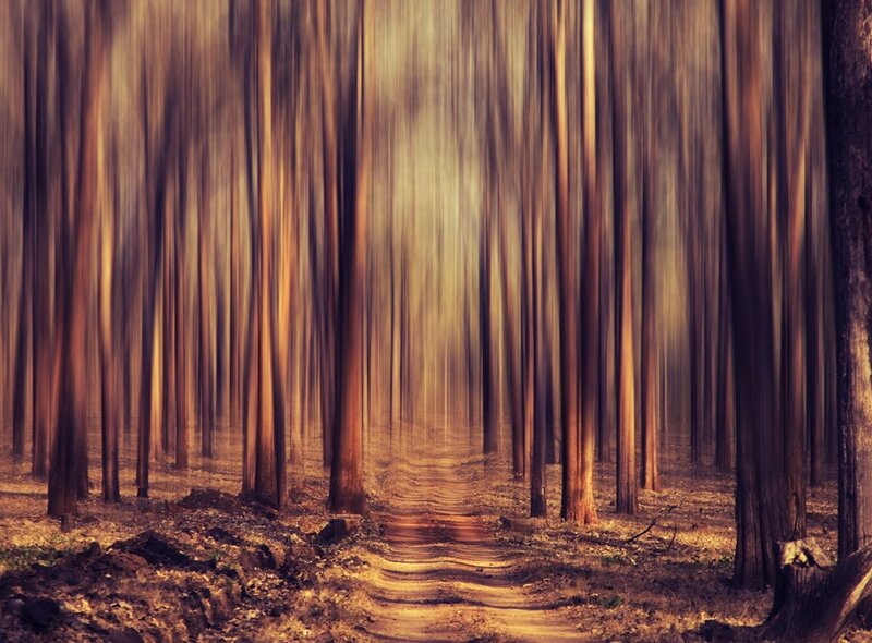 Forest Path with Trees — Brown, Serene, Autumn, Photograph, Dirt
